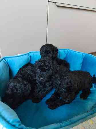 Kiharaiset pennut Tampere