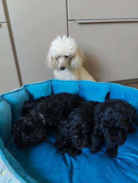 Kiharaiset pennut Тампере - изображение 1