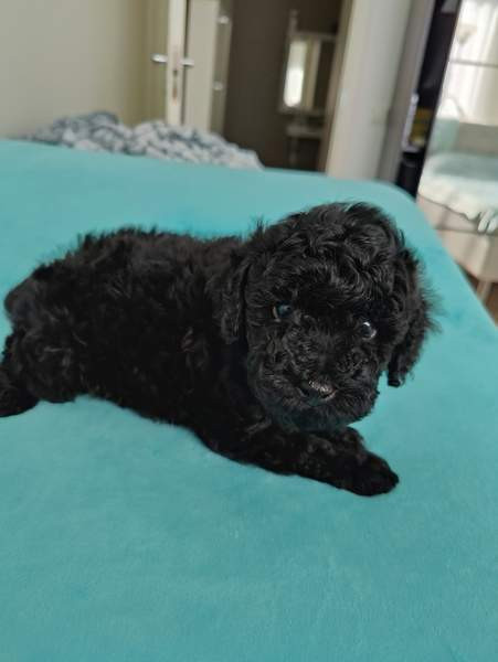 Kiharaiset pennut Тампере - изображение 4