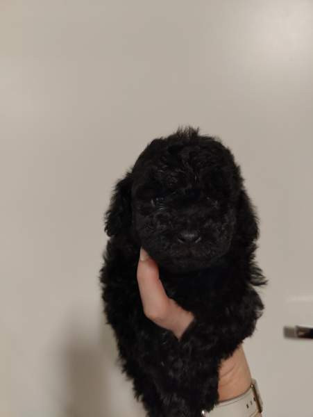 Kiharaiset pennut Тампере - изображение 3