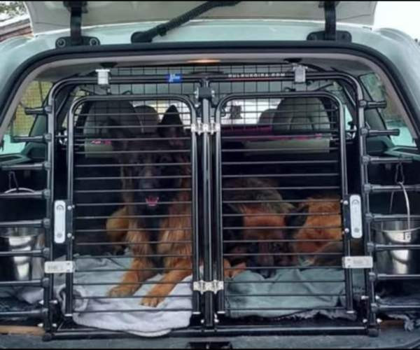 Koiraveräjä Volvo v70 2014 -> Kouvola - photo 1