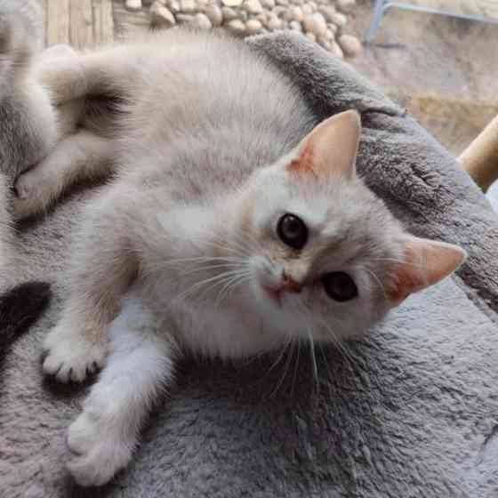 Kissanpennut Nurmijaervi