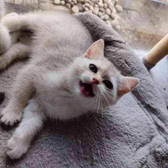 Kissanpennut Nurmijaervi