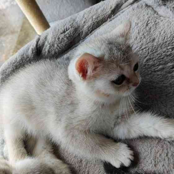 Kissanpennut Nurmijaervi