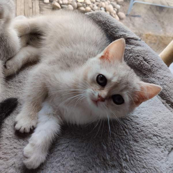 Kissanpennut Nurmijärvi - valokuva 1