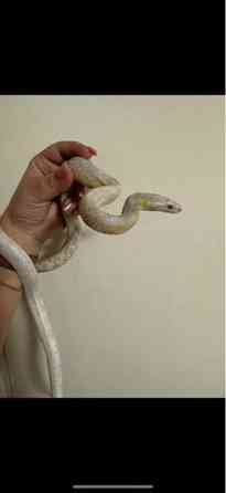 Viljakäärme ja terraario Varkaus