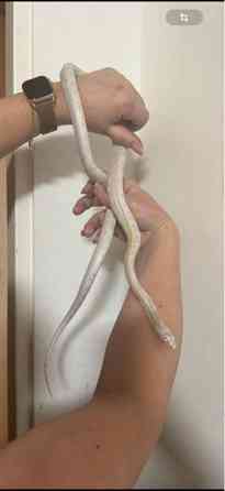 Viljakäärme ja terraario Varkaus