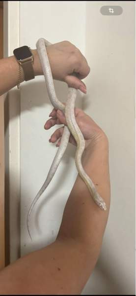 Viljakäärme ja terraario Varkaus - photo 3