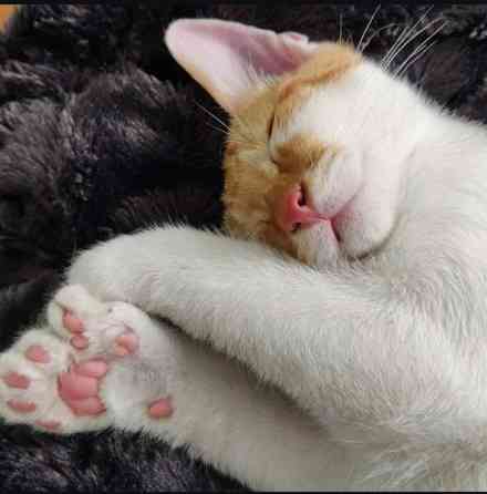 (VARATTU) Laivakissa 6v Tampere