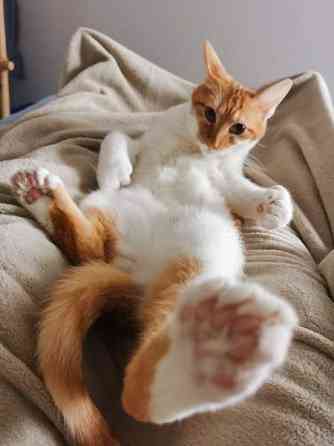 (VARATTU) Laivakissa 6v Tampere