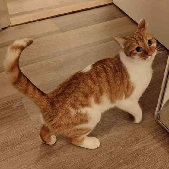 (VARATTU) Laivakissa 6v Tampere