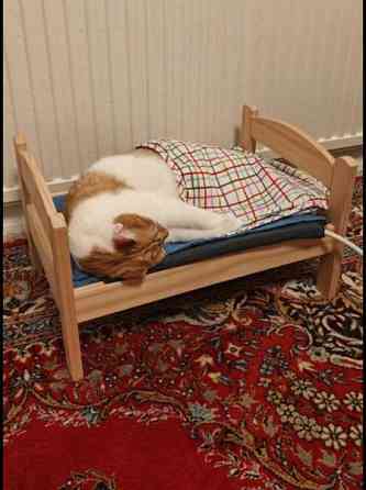 (VARATTU) Laivakissa 6v Tampere