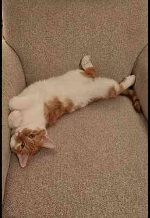 (VARATTU) Laivakissa 6v Tampere