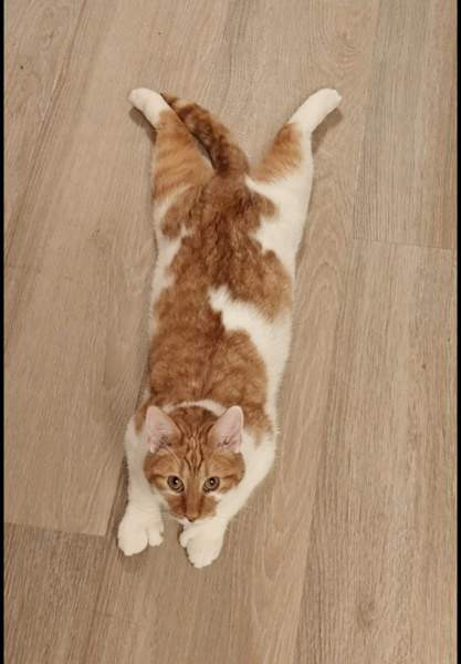 (VARATTU) Laivakissa 6v Tampere - valokuva 5