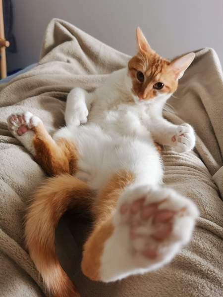 (VARATTU) Laivakissa 6v Tampere - valokuva 3