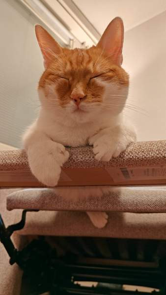 (VARATTU) Laivakissa 6v Tampere - valokuva 7