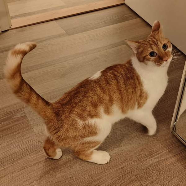 (VARATTU) Laivakissa 6v Tampere - valokuva 1