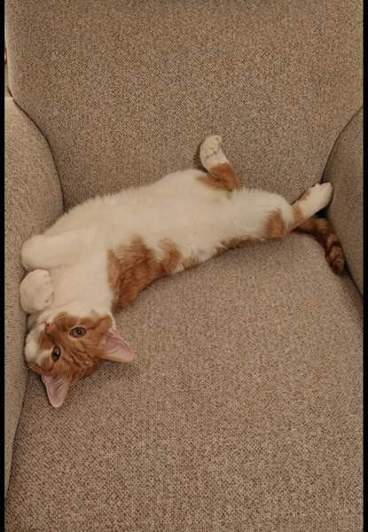 (VARATTU) Laivakissa 6v Tampere - valokuva 4