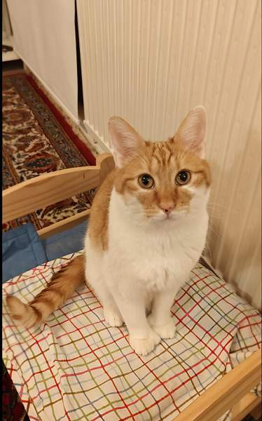 (VARATTU) Laivakissa 6v Tampere - valokuva 8