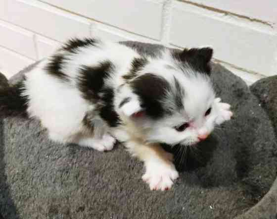 Neljä kissanpentua. Teuva