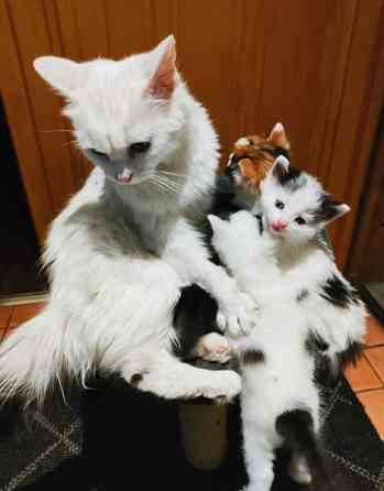 Neljä kissanpentua. Teuva