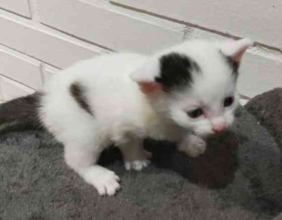 Neljä kissanpentua. Teuva