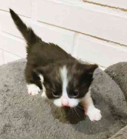 Neljä kissanpentua. Teuva