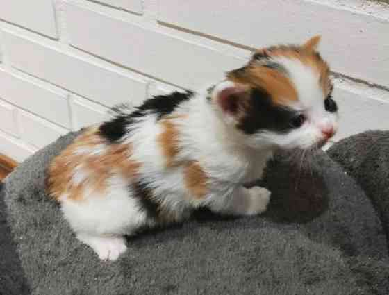 Neljä kissanpentua. Teuva