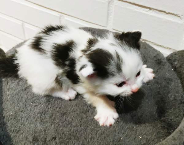 Neljä kissanpentua. Teuva - valokuva 3