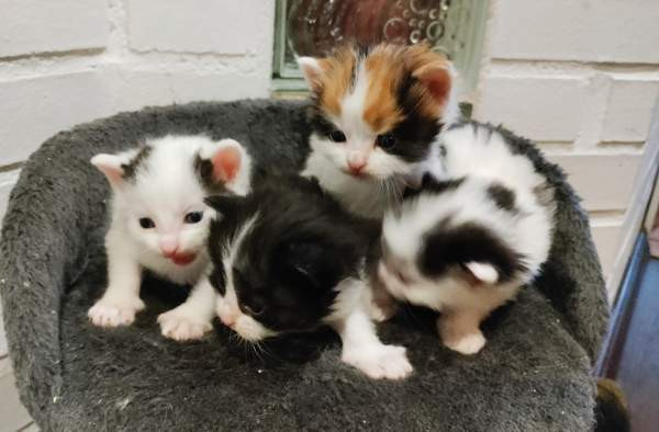 Neljä kissanpentua. Teuva - valokuva 7