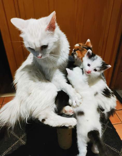 Neljä kissanpentua. Teuva - valokuva 6