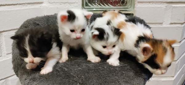 Neljä kissanpentua. Teuva - valokuva 1