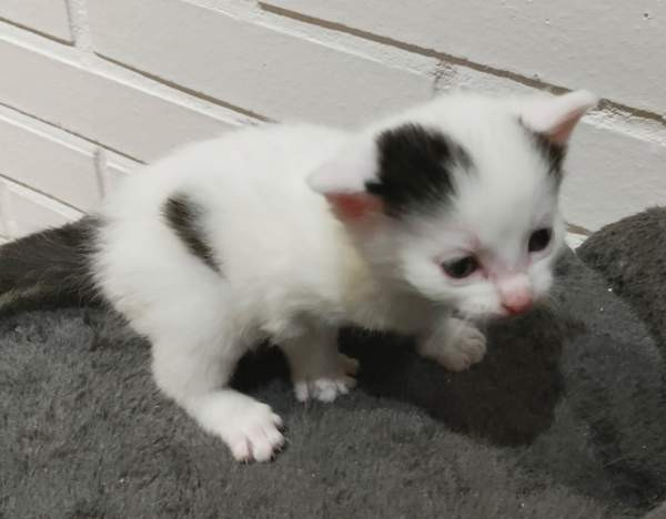 Neljä kissanpentua. Teuva - valokuva 2