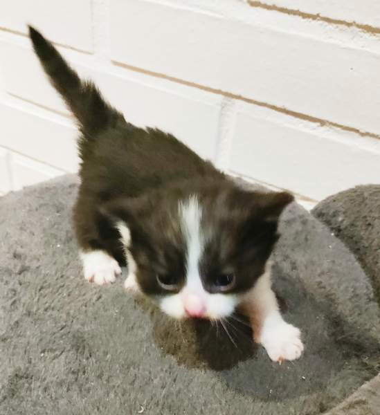 Neljä kissanpentua. Teuva - valokuva 4