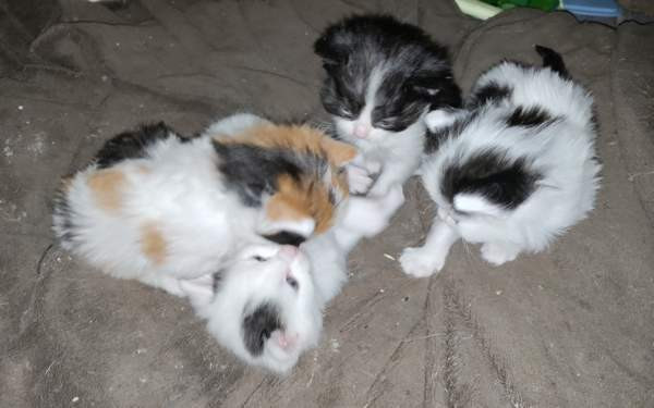 Neljä kissanpentua. Teuva - valokuva 8