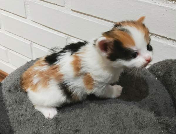 Neljä kissanpentua. Teuva - valokuva 5