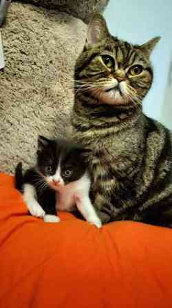 Suloiset sekarotuiset kissanpennut etsivät rakastavaa kotia! Helsinki