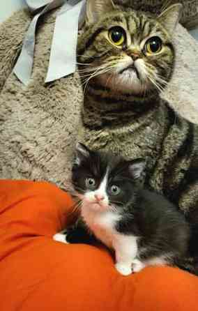 Suloiset sekarotuiset kissanpennut etsivät rakastavaa kotia! Helsinki