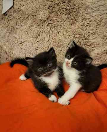 Suloiset sekarotuiset kissanpennut etsivät rakastavaa kotia! Helsinki