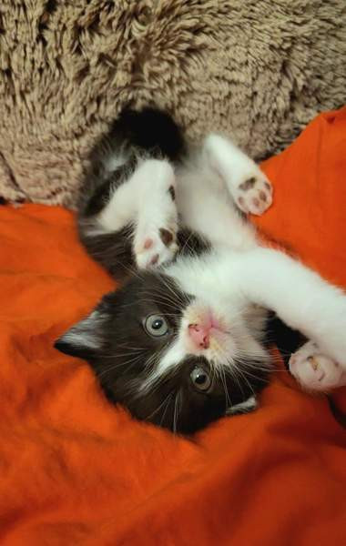 Suloiset sekarotuiset kissanpennut etsivät rakastavaa kotia! Helsinki – foto 2