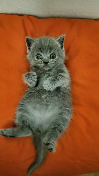 Suloiset sekarotuiset kissanpennut etsivät rakastavaa kotia! Helsinki – foto 7