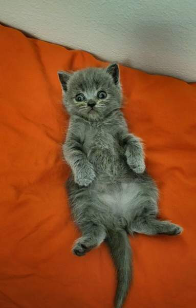 Suloiset sekarotuiset kissanpennut etsivät rakastavaa kotia! Helsinki – foto 8