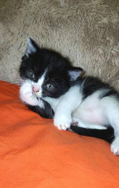 Suloiset sekarotuiset kissanpennut etsivät rakastavaa kotia! Helsinki – foto 3