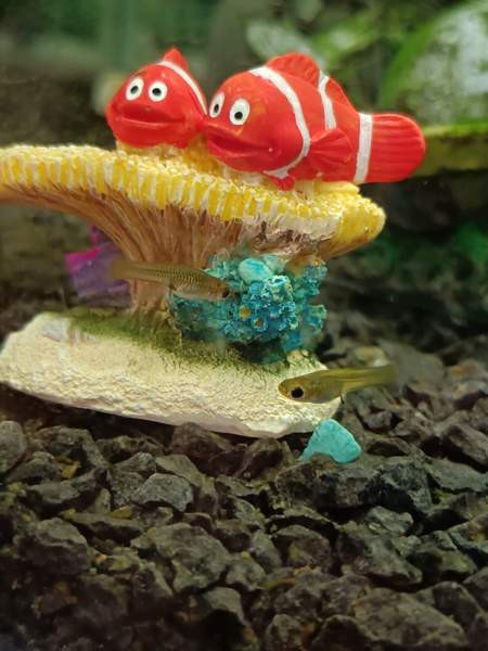 Miljoonakalan poikaset (naaraat) Laukaa - photo 1