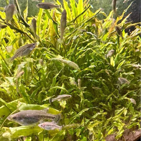 Perhostoka Salo - photo 1