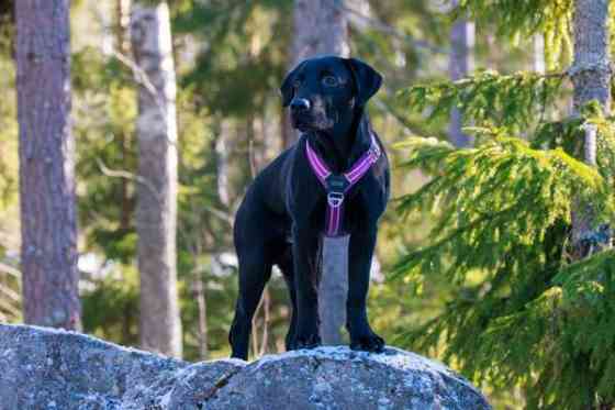 Dog Copenhagen Comfort Walk Air valjaat M Вантаа