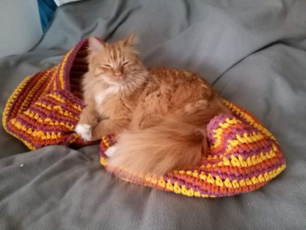 Kissan kori Vantaa – foto 6