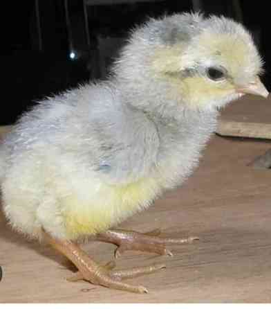 Araucanan tiput Leppävirta