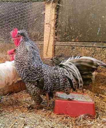 Hienoja kukkoja Taipalsaari