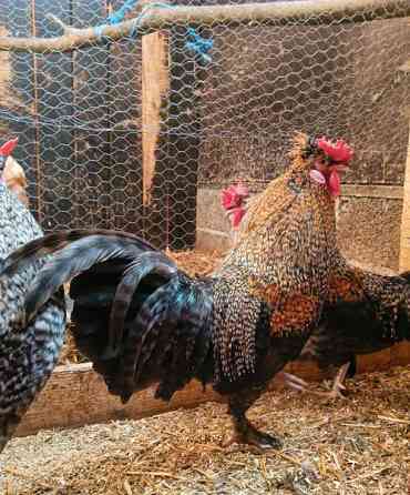 Hienoja kukkoja Taipalsaari